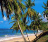 Cheap Flights to Guyana from £316.00, great offers from the Irie Travellers Club.